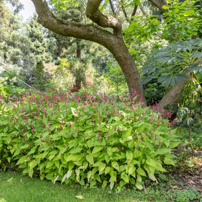 Port de Persicaria amplexicaulis Amethyst Summer