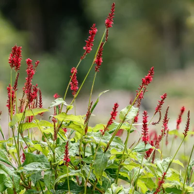 Floraison rouge de Persicaria amplexicaulis ‘Anne’s Choice’