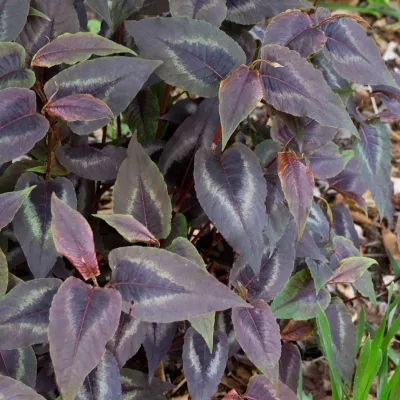 Feuillage pourpre de Persicaria microcephala Red Dragon®