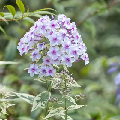 Inflorescence de phlox paniculata creme de menthe