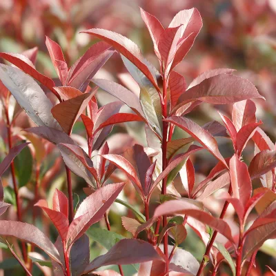 Jeunes pousses de Photinia Carré Rouge