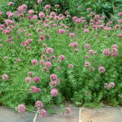 Floraison de phuopsis stylosa