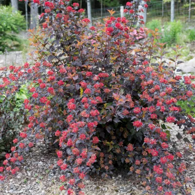 Vue sur Physocarpus diable d'or en fruit