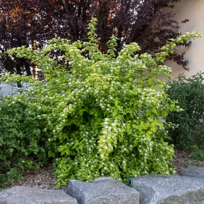 Vue sur Physocarpus dart's gold