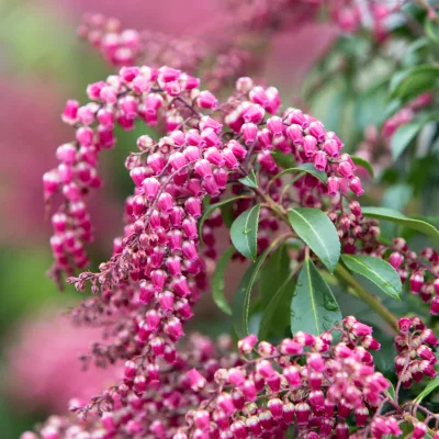 Floraison rose de pieris japonica Passion