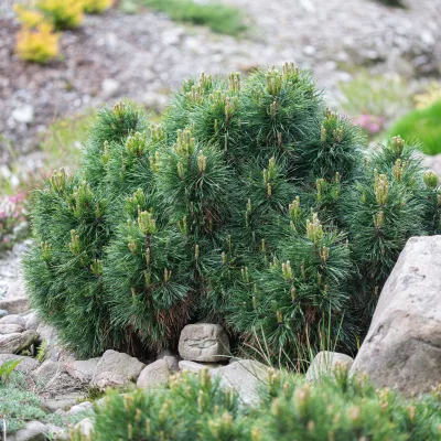 Pinus mugo Varella