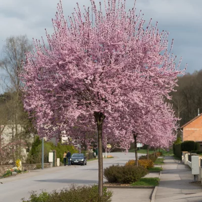 Cerisier pissardi en fleurs