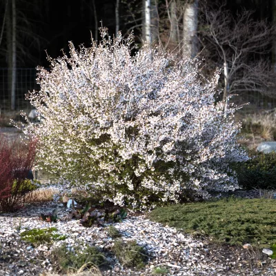 Cerisier kojo no mai en fleurs