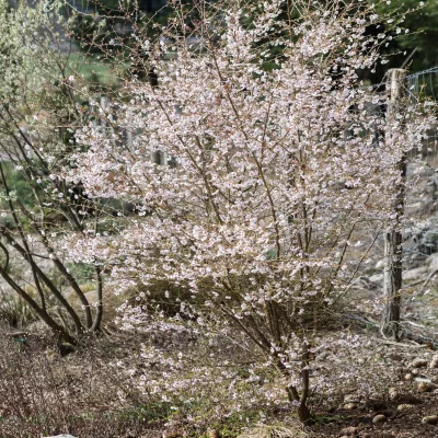 Cerisier a fleurs prunus incisa mikinori