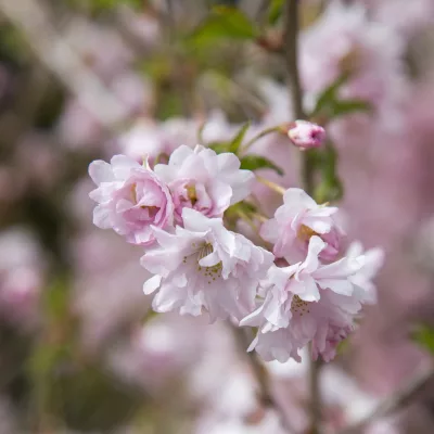 Fleurs double de prunus incisa oshidori