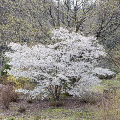 prunus incisa the bride en fleurs