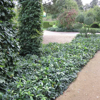 Port rampant du Prunus laurocerasus Mount Vernon