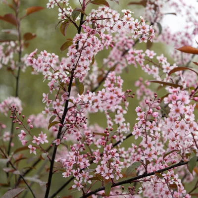 Floraison de prunus padus coloratus