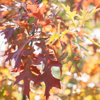 Feuillage d'automne du quercus palustris