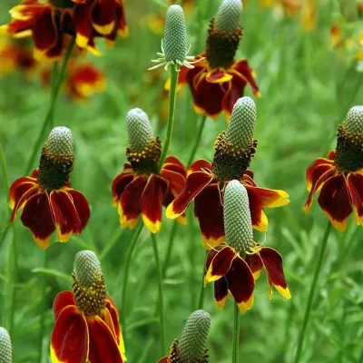 Fleurs de Ratibida columnifera var. pulcherrima