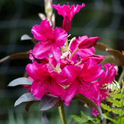 Inflorescences roses du rhododendron choco and pink