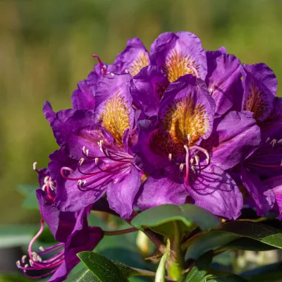 Fleurs de Rhododendron x Marcel Menard