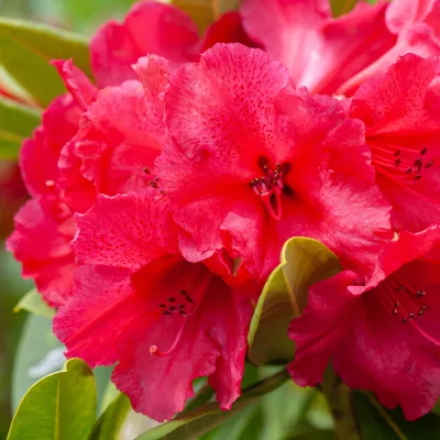 Fleurs de Rhododendron x Markeeta's Prize