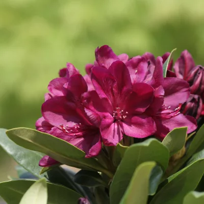 fleur de rhododendron polarnacht