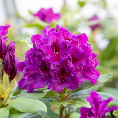 Vue sur la fleur de rhododendron rasputin