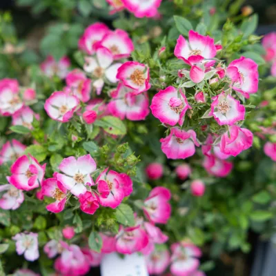 Floraison de rosa cutie pie
