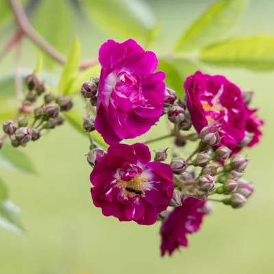 Fleurs de rosa perrenial blue