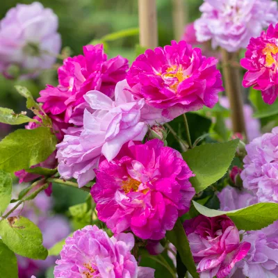 Fleurs de rosier seven sisters