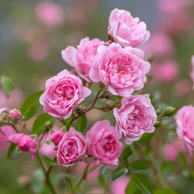 Fleurs rose de rosa the fairy