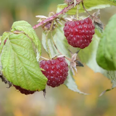 Framboise willamette rubus idaeus