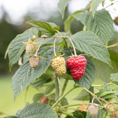 Framboise Rubus idaeus Baron