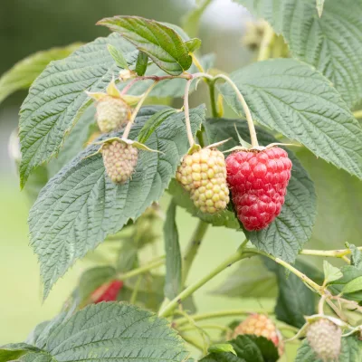 Framboise delniwa rubus idaeus