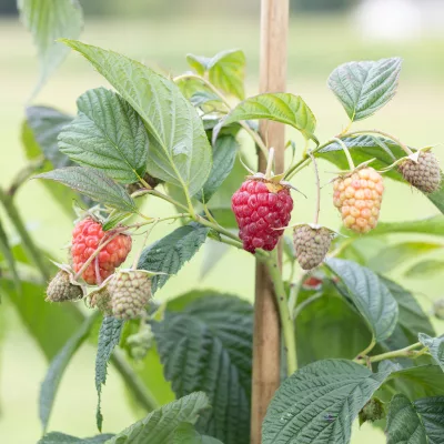 Framboise husaria rubus idaeus