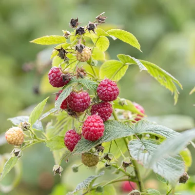 Framboise polana rubus idaeus