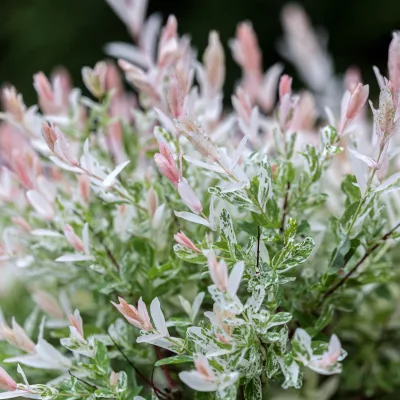 Feuillage panaché de Salix integra Hakuro Nishiki