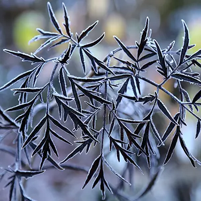 Feuille de sambucus nigra black eva lace 