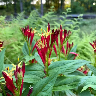 Floraison de Spigelia marilandica Little Redhead