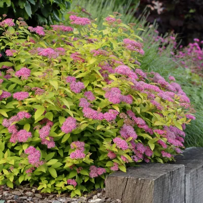 Port et floraison de spirea goldmound