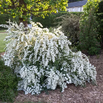 floraison de Spirea x vanhouttei