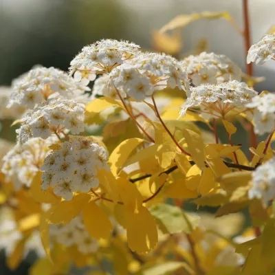 Feuillage jaune clair et floraison de Spirea x vanhouttei Gold Fontain