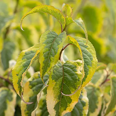 Feuillage panaché de Stachyrus chinensis Joy Forever
