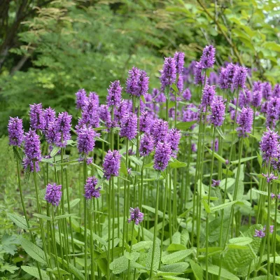 Floraison de Stachys x Summer Grapes