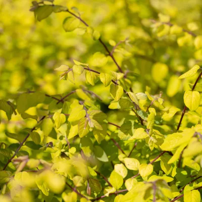 Feuillage jaune or de Symphoricarpos × chenaultii Brin de Soleil
