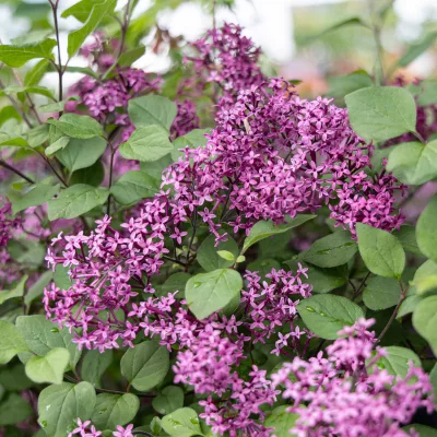 Vue sur les fleurs de syringa microphylla dark purple