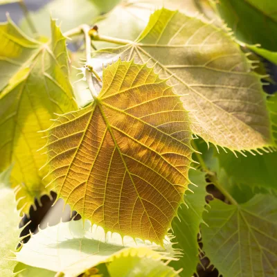 Feuille de tilia henryana