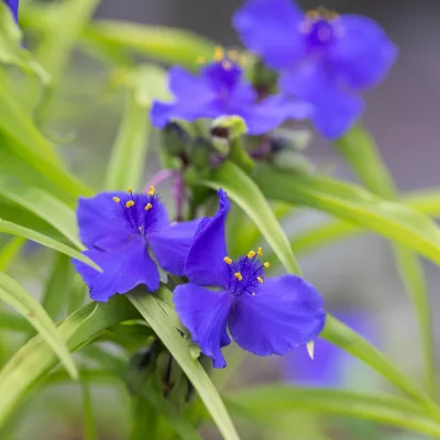 Fleurs de tradescantia sweet kate