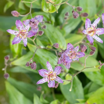 Fleurs de Tricyrtris formosana Pink Freckles