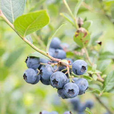 Baies de vaccinium corymbosum Bluecrop