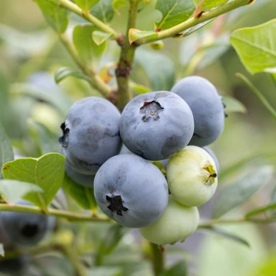 Baies de vaccinium corymbosum Bonus