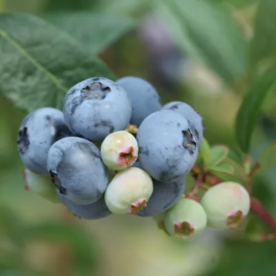 Baies de vaccinium corymbosum Brigitta