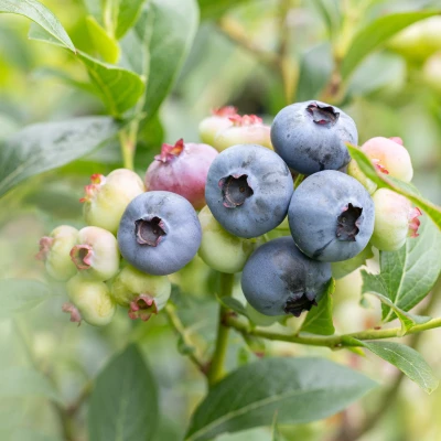 Baies de vaccinium corymbosum Chandler